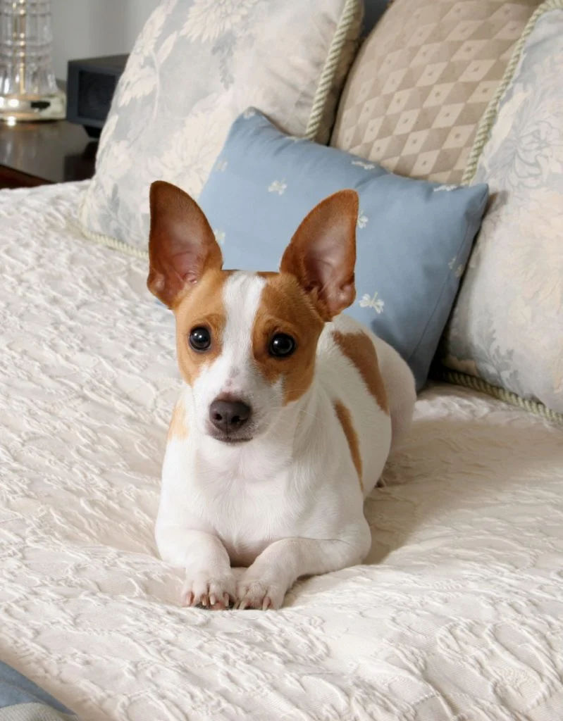 A small dog lying on a bed