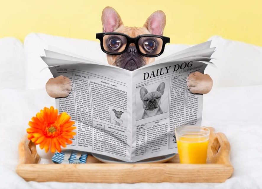 Why your pet shouldn't eat in bed